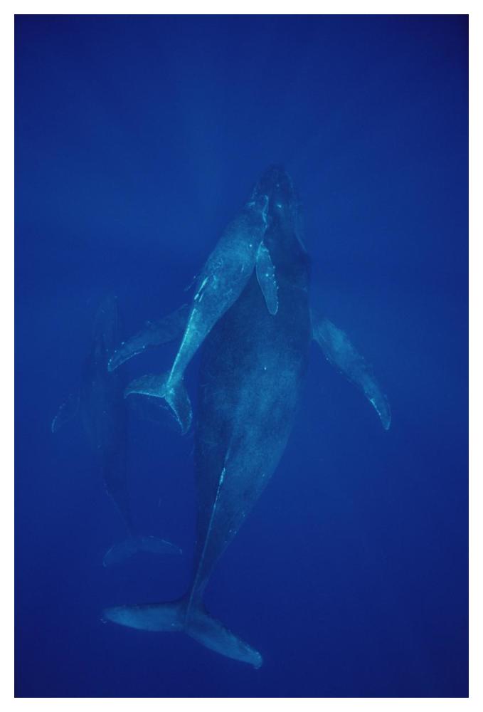 Humpback Whale cow, calf and escort, Maui, Hawaii-Paper Art-34"x50"
