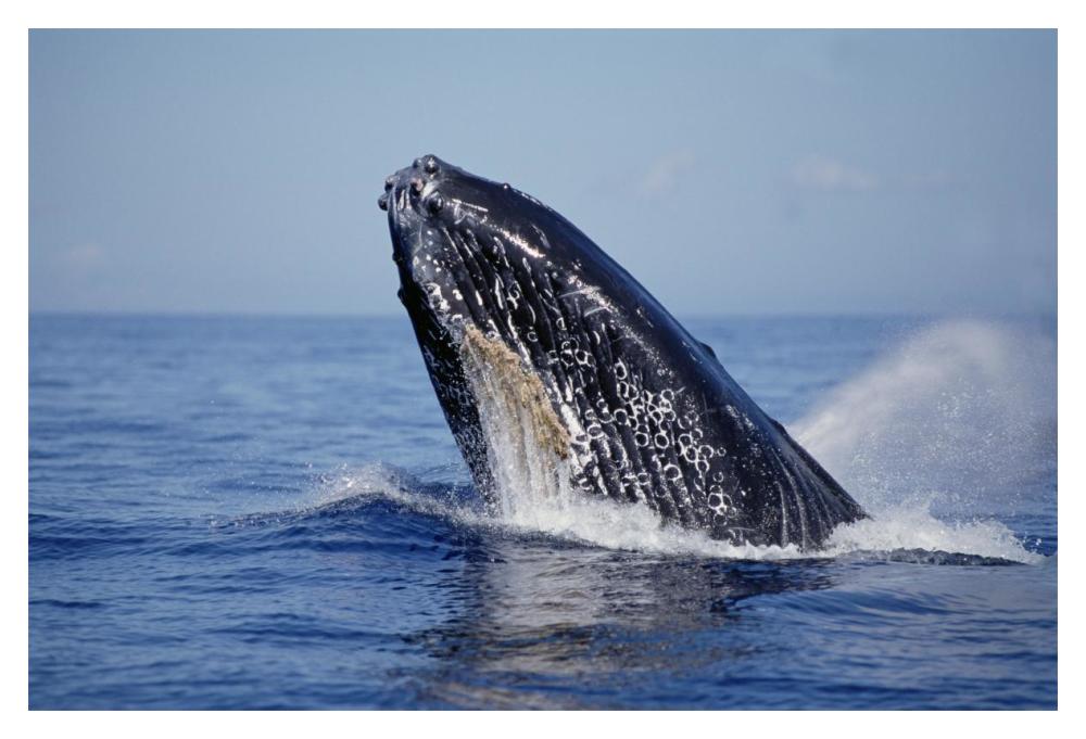 Humpback Whale breaching, Maui, Hawaii-Paper Art-20"x14"