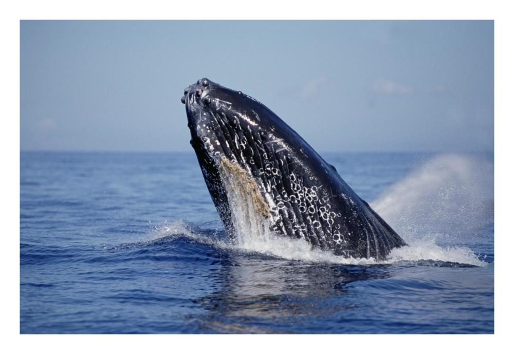 Humpback Whale breaching, Maui, Hawaii-Paper Art-26"x18"