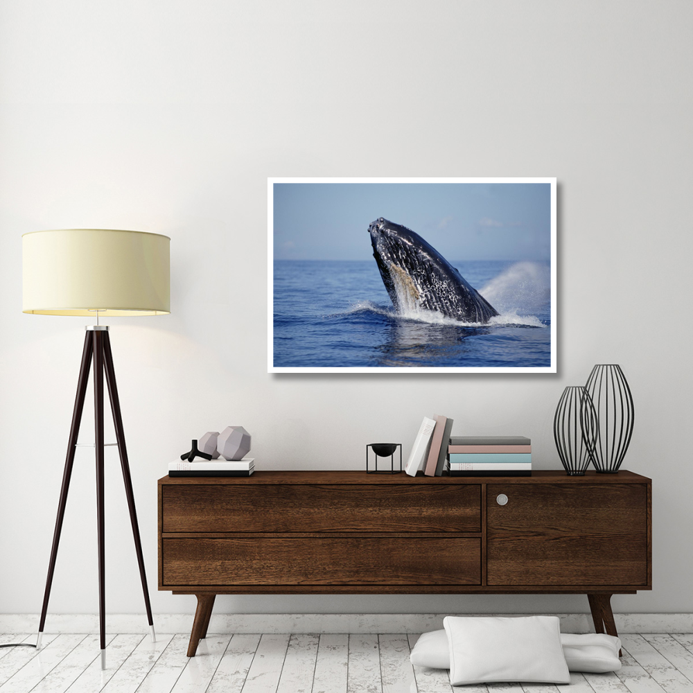 Humpback Whale breaching, Maui, Hawaii-Paper Art-50&quotx34"