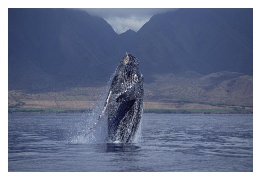 Humpback Whale breaching, Maui, Hawaii-Paper Art-32"x22"