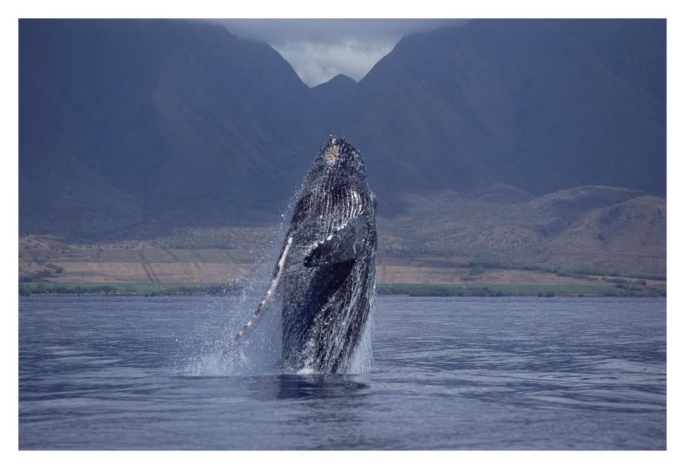 Humpback Whale breaching, Maui, Hawaii-Paper Art-38"x26"