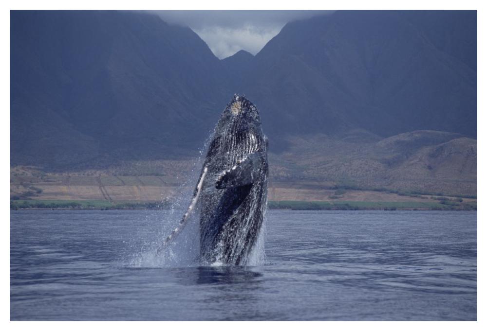 Humpback Whale breaching, Maui, Hawaii-Paper Art-50"x34"