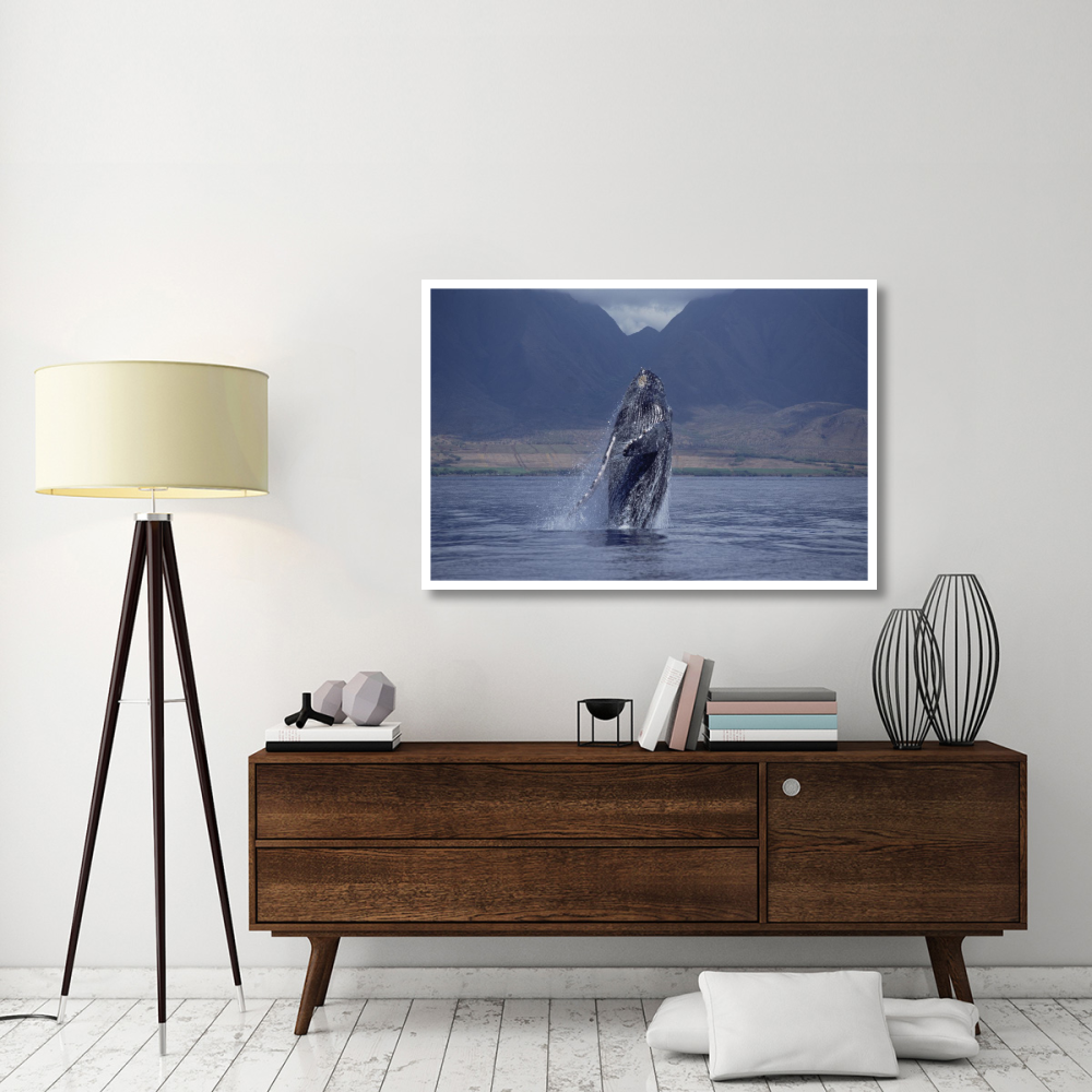 Humpback Whale breaching, Maui, Hawaii-Paper Art-50&quotx34"