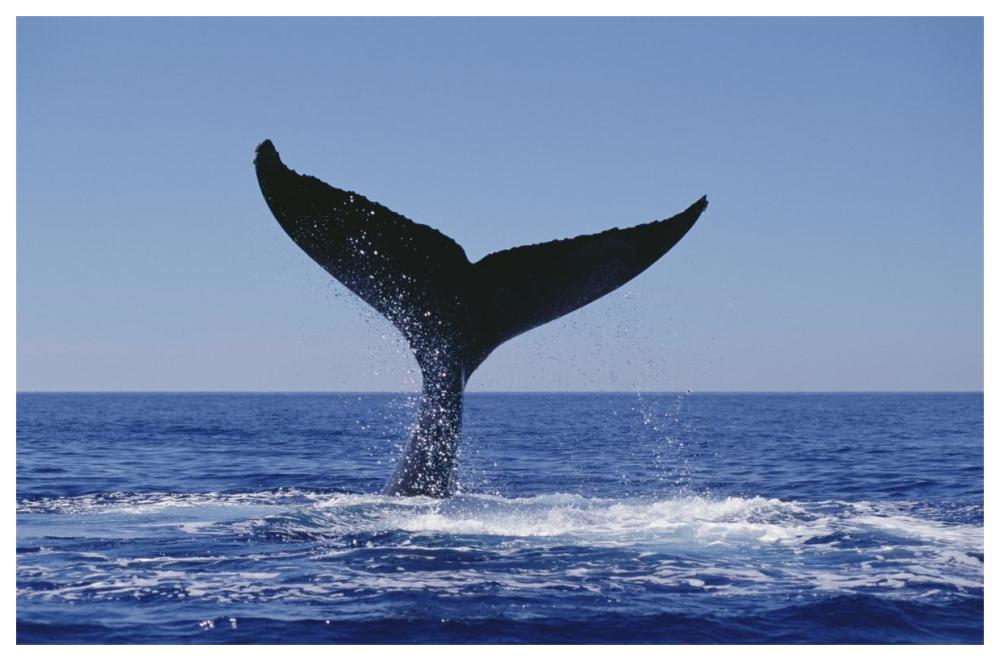 Humpback Whale tail lobs, Maui, Hawaii-Paper Art-62"x42"