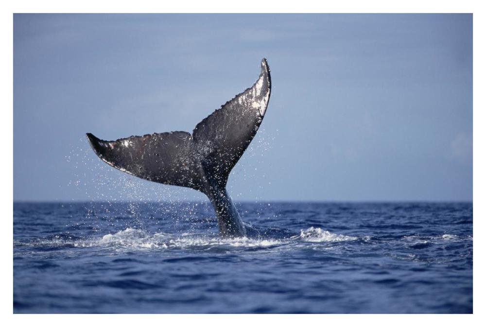 Humpback Whale tail lobs, Maui, Hawaii-Paper Art-38"x26"
