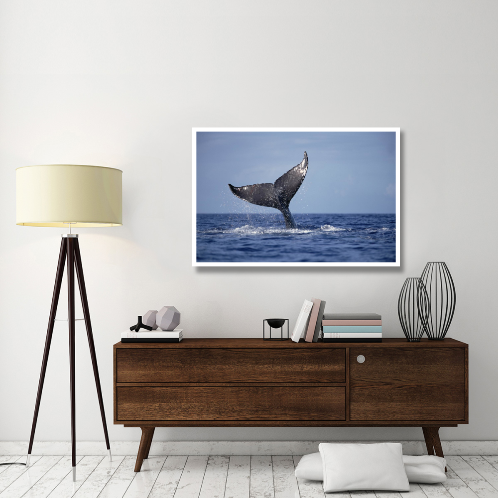 Humpback Whale tail lobs, Maui, Hawaii-Paper Art-50&quotx34"