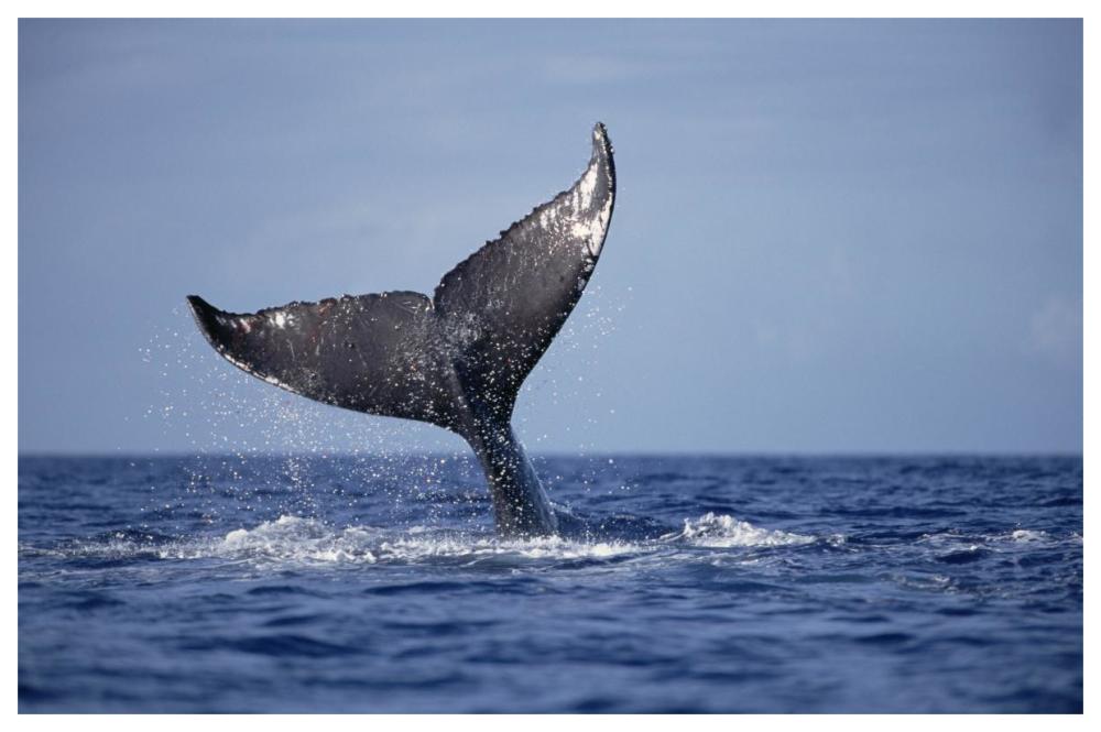 Humpback Whale tail lobs, Maui, Hawaii-Paper Art-62"x42"