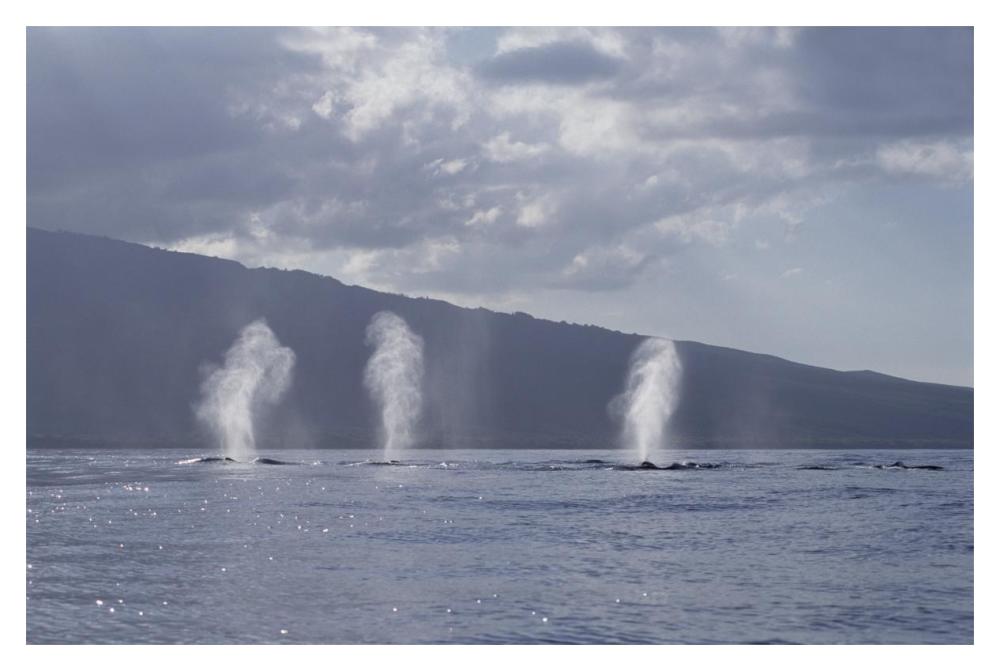 Humpback Whale multiple spouts, Maui, Hawaii-Paper Art-20"x14"