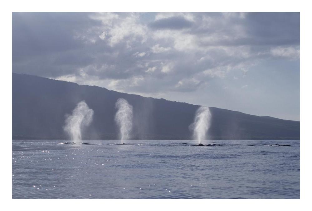 Humpback Whale multiple spouts, Maui, Hawaii-Paper Art-26"x18"