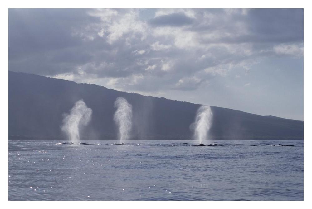 Humpback Whale multiple spouts, Maui, Hawaii-Paper Art-38"x26"