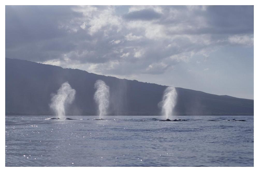 Humpback Whale multiple spouts, Maui, Hawaii-Paper Art-50"x34"