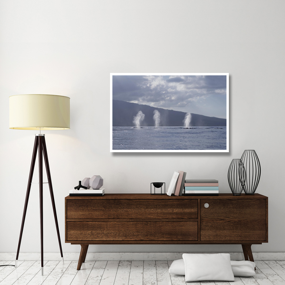 Humpback Whale multiple spouts, Maui, Hawaii-Paper Art-50&quotx34"