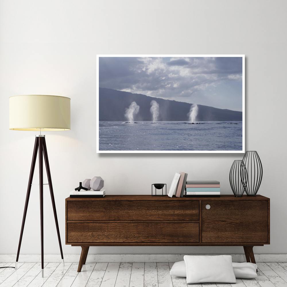 Humpback Whale multiple spouts, Maui, Hawaii-Paper Art-62&quotx42"
