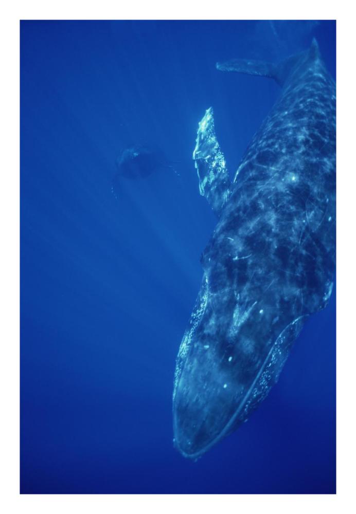 Humpback Whale singer and joiner, Maui, Hawaii-Paper Art-18"x26"