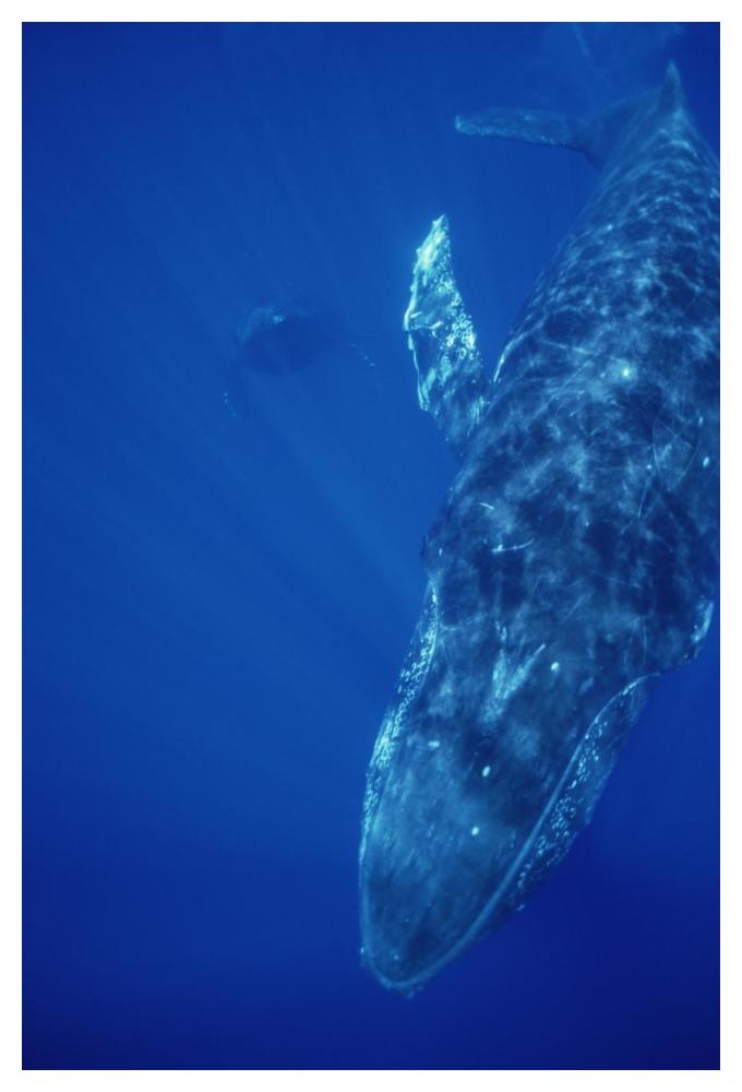 Humpback Whale singer and joiner, Maui, Hawaii-Paper Art-34"x50"