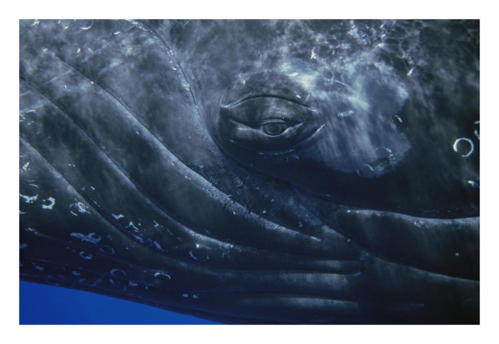 Humpback Whale eye of singer, Maui, Hawaii-Paper Art-26"x18"