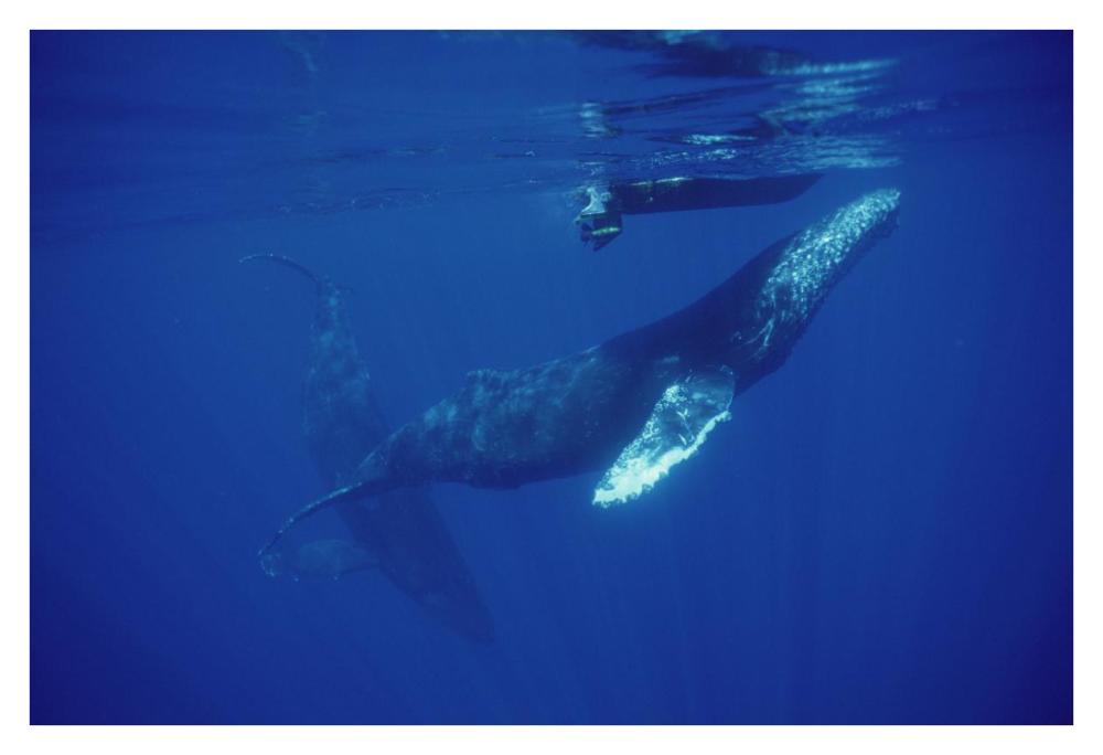 Humpback Whale friendly singer approaches research boat, Maui, Hawaii-Paper Art-38"x26"