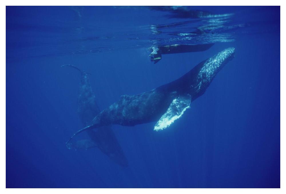 Humpback Whale friendly singer approaches research boat, Maui, Hawaii-Paper Art-50"x34"