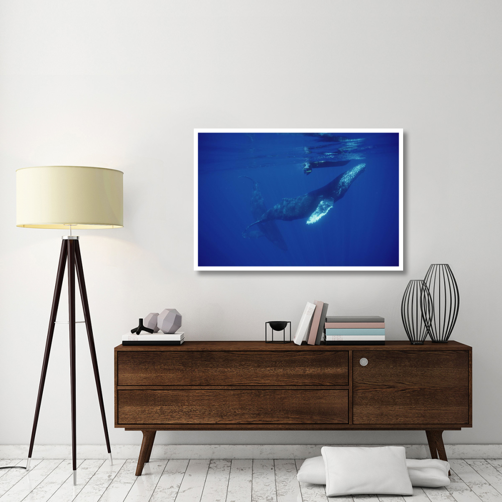 Humpback Whale friendly singer approaches research boat, Maui, Hawaii-Paper Art-50&quotx34"
