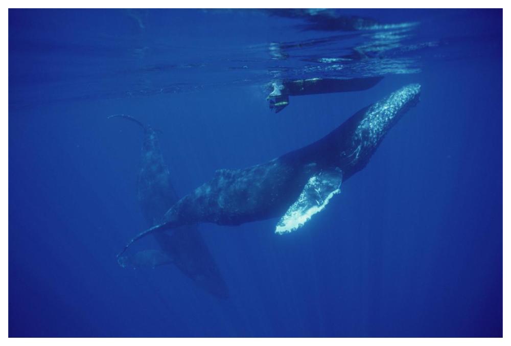 Humpback Whale friendly singer approaches research boat, Maui, Hawaii-Paper Art-62"x42"