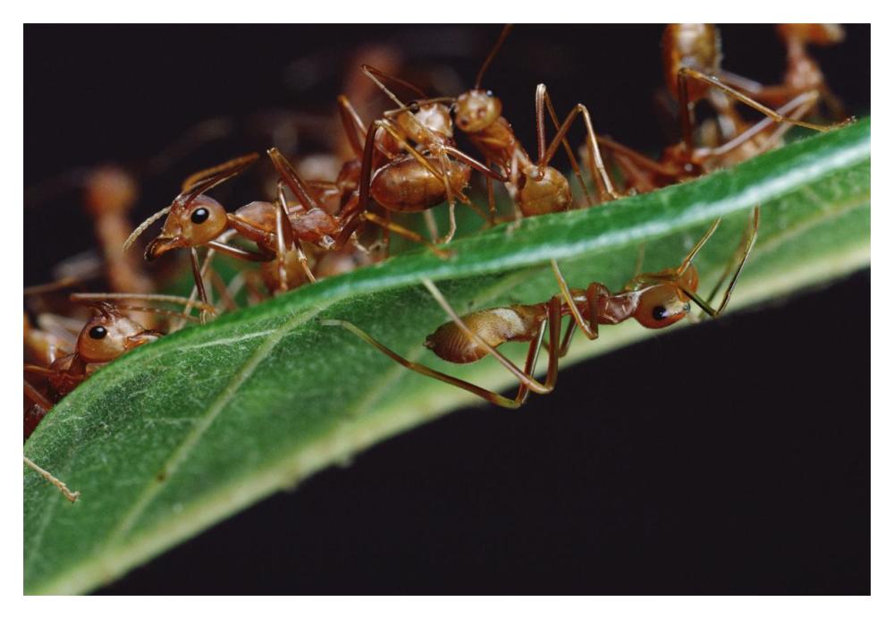 Green Tree Ants on  leaf with Ant-mimicking Jumping Spider hiding below, Sri Lanka-Paper Art-20"x14"