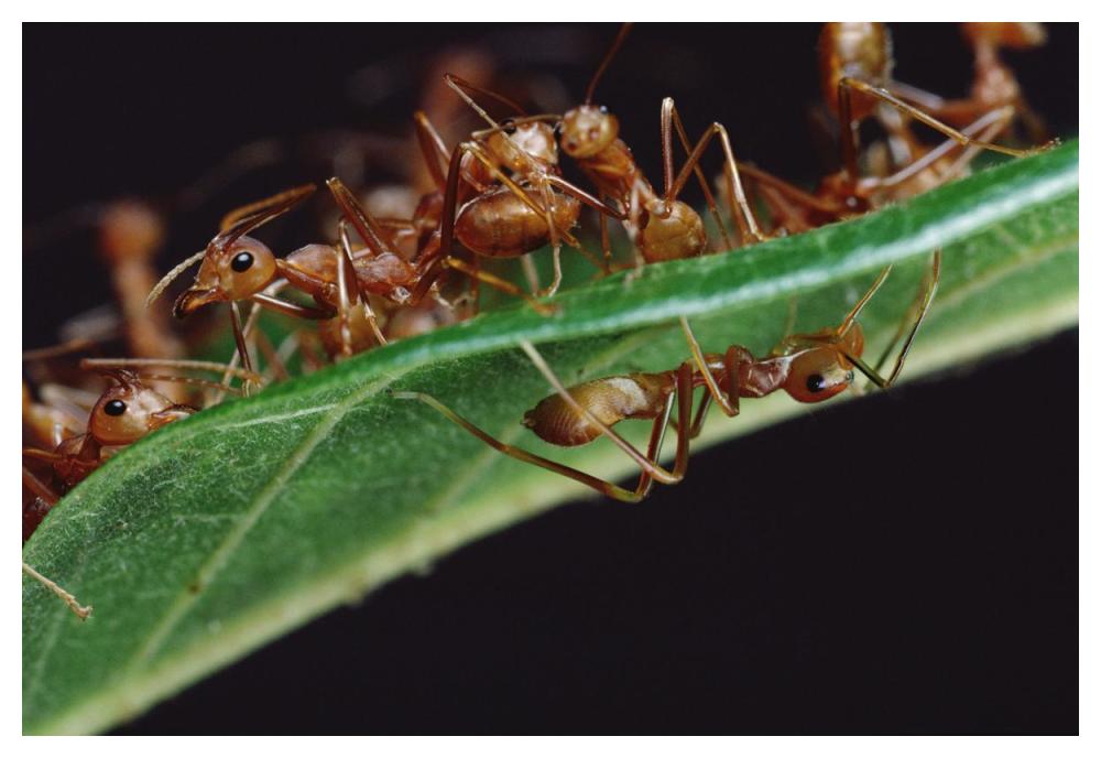 Green Tree Ants on  leaf with Ant-mimicking Jumping Spider hiding below, Sri Lanka-Paper Art-50"x34"