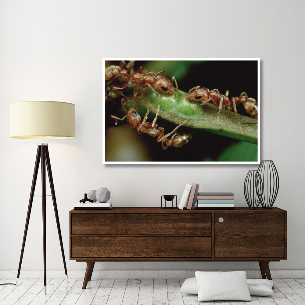 Anta drink nectar from Whistling Thorn acacia tree, Costa Rica-Paper Art-62&quotx42"
