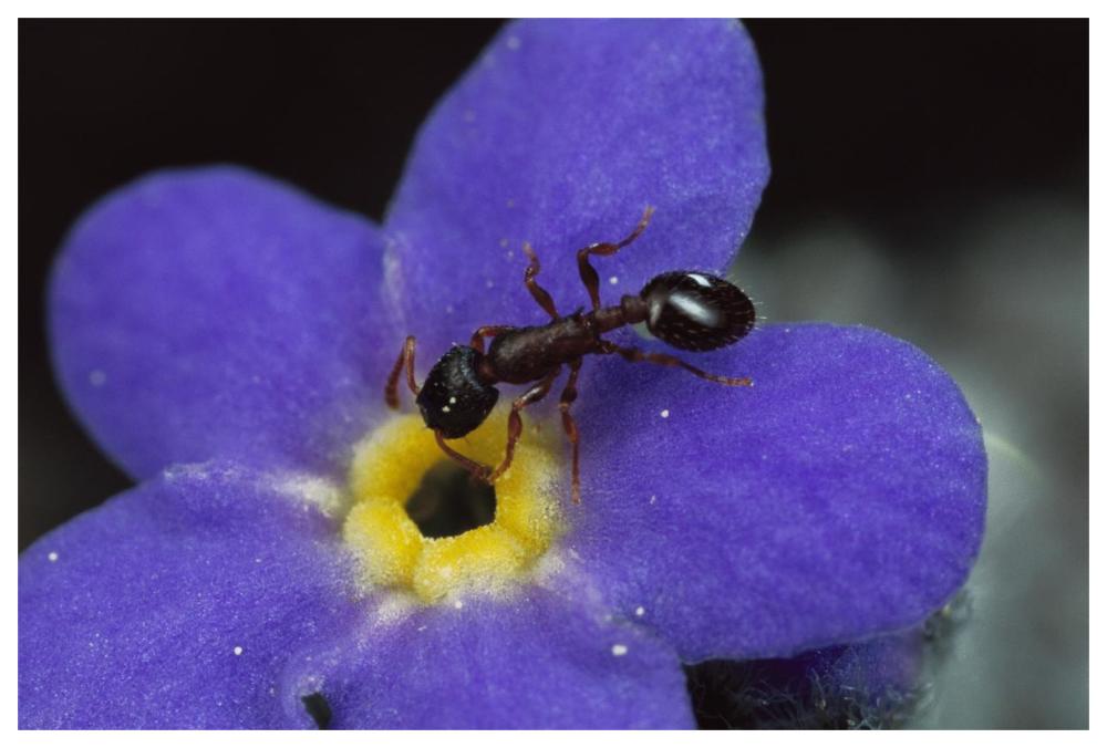 Ant with pollen enters Alpine Forget-me-not flower , Colorado-Paper Art-62"x42"