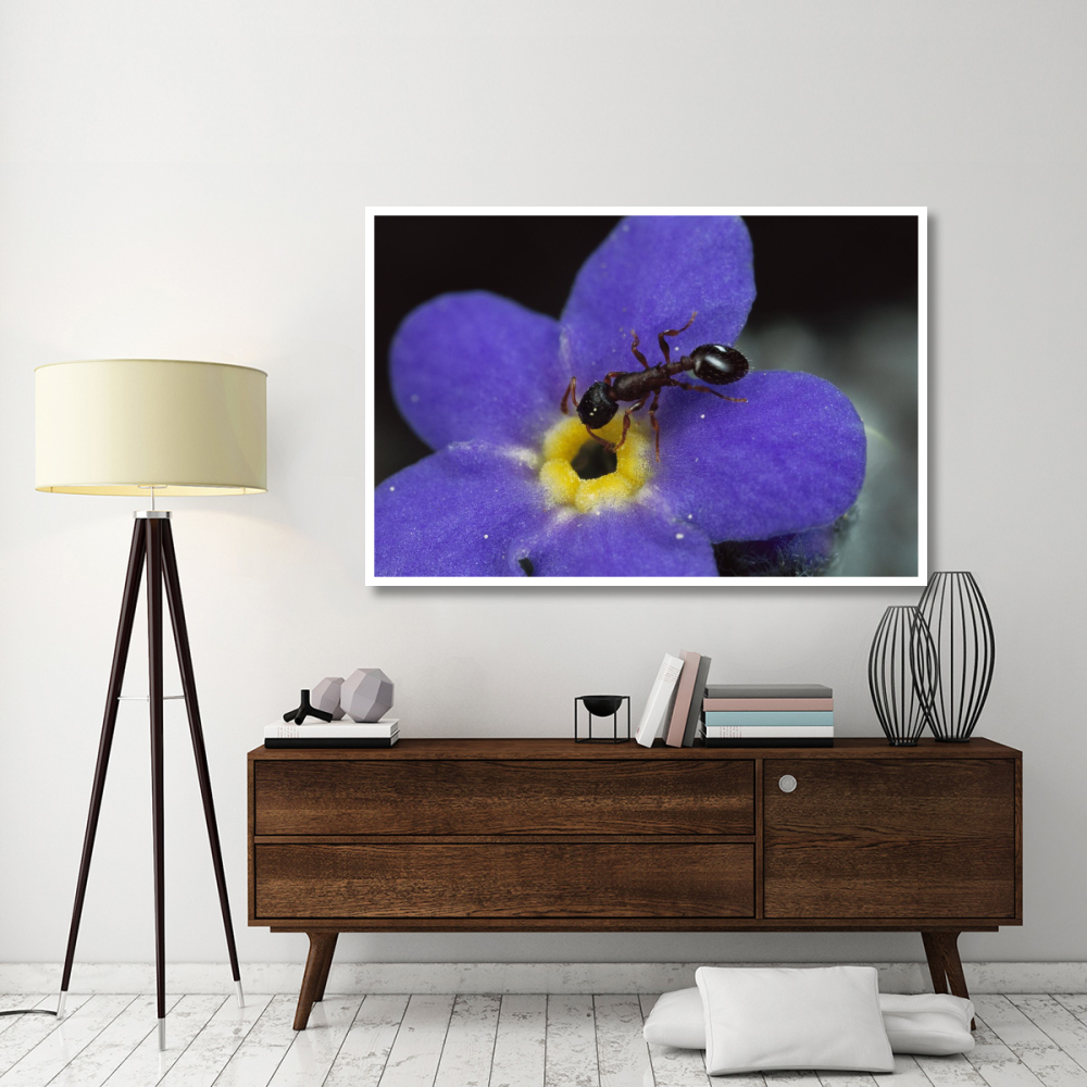 Ant with pollen enters Alpine Forget-me-not flower , Colorado-Paper Art-62&quotx42"