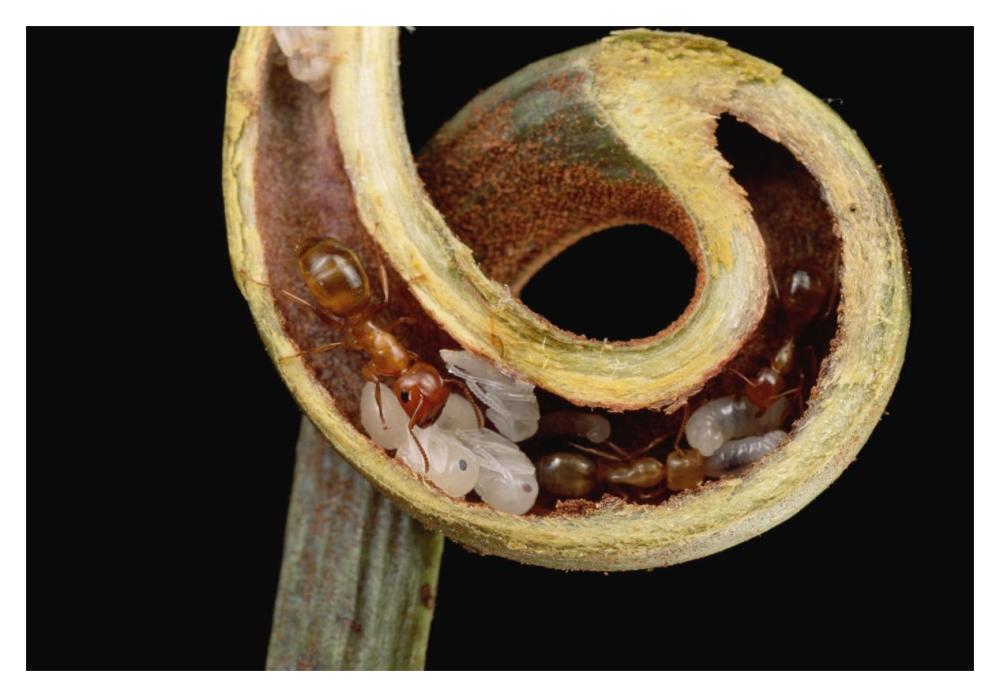 Carpenter Ants and pupae nest safely in tendril of carnivorous Pitcher Plant, Borneo-Paper Art-20"x14"