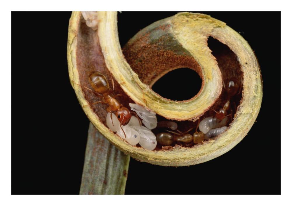 Carpenter Ants and pupae nest safely in tendril of carnivorous Pitcher Plant, Borneo-Paper Art-26"x18"