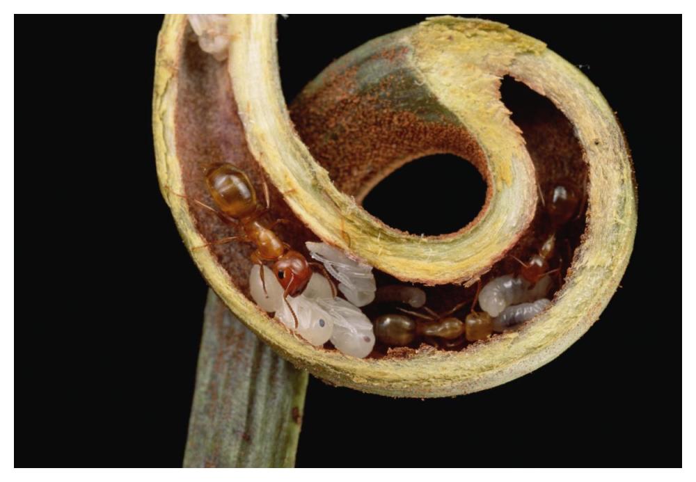 Carpenter Ants and pupae nest safely in tendril of carnivorous Pitcher Plant, Borneo-Paper Art-50"x34"