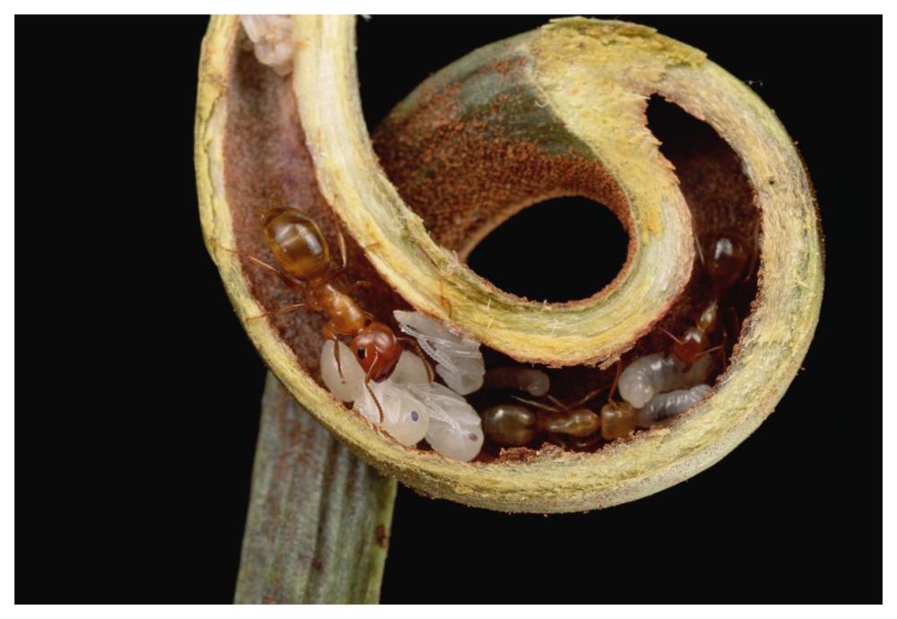 Carpenter Ants and pupae nest safely in tendril of carnivorous Pitcher Plant, Borneo-Paper Art-62"x42"