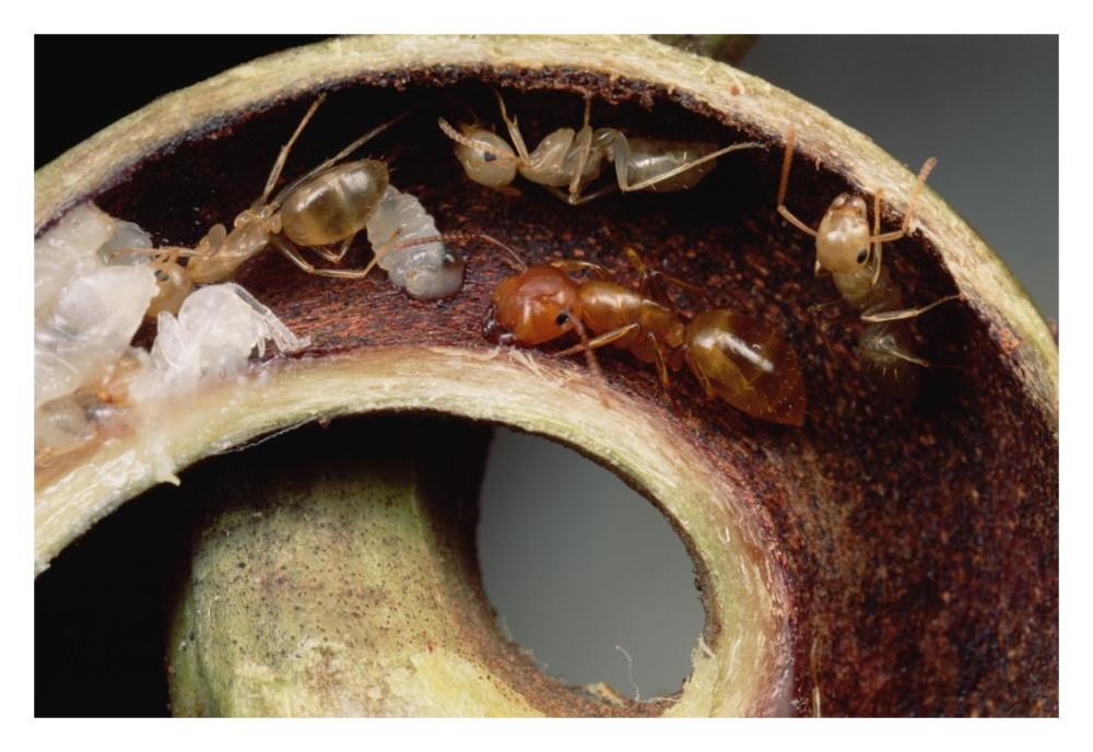 Carpenter Ants and pupae nest safely in tendril of carnivorous pitcher plant, Borneo-Paper Art-32"x22"