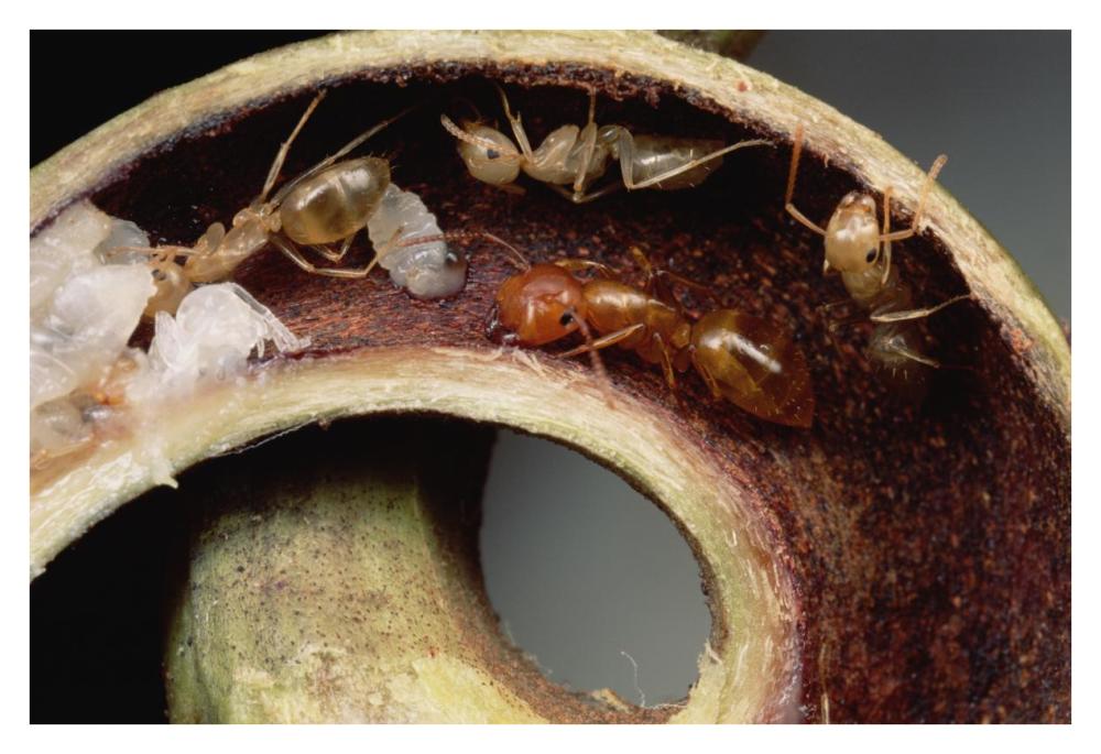 Carpenter Ants and pupae nest safely in tendril of carnivorous pitcher plant, Borneo-Paper Art-38"x26"