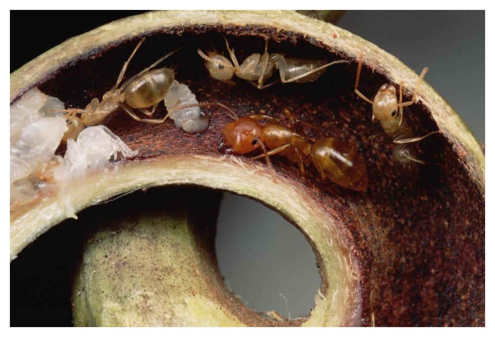 Carpenter Ants and pupae nest safely in tendril of carnivorous pitcher plant, Borneo-Paper Art-50"x34"
