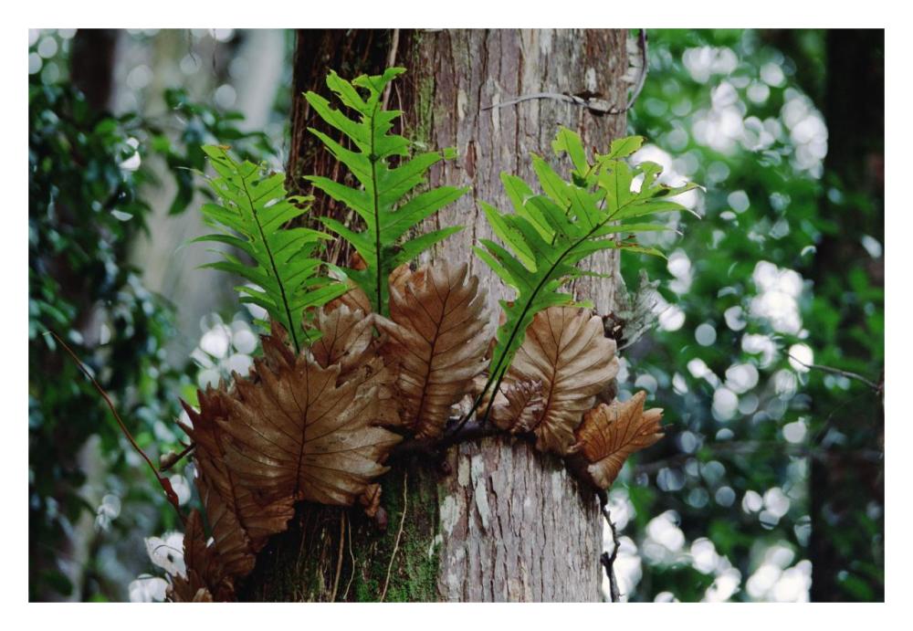 Borneo Fern, a primitve Ant Plant-Paper Art-32"x22"