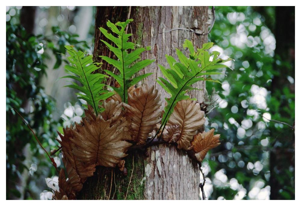 Borneo Fern, a primitve Ant Plant-Paper Art-50"x34"