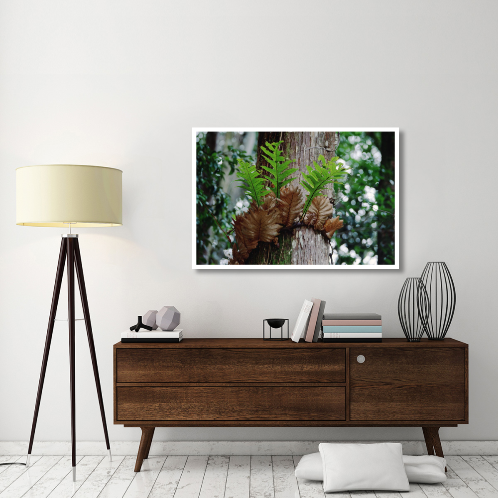 Borneo Fern, a primitve Ant Plant-Paper Art-50&quotx34"