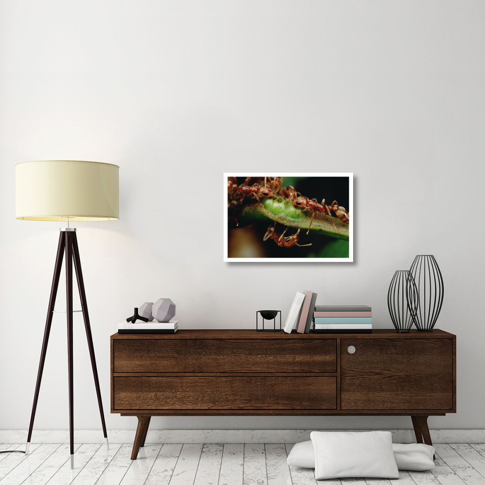 Anta  drink nectar from Whistling Thorn acacia tree, Costa Rica-Paper Art-32&quotx22"