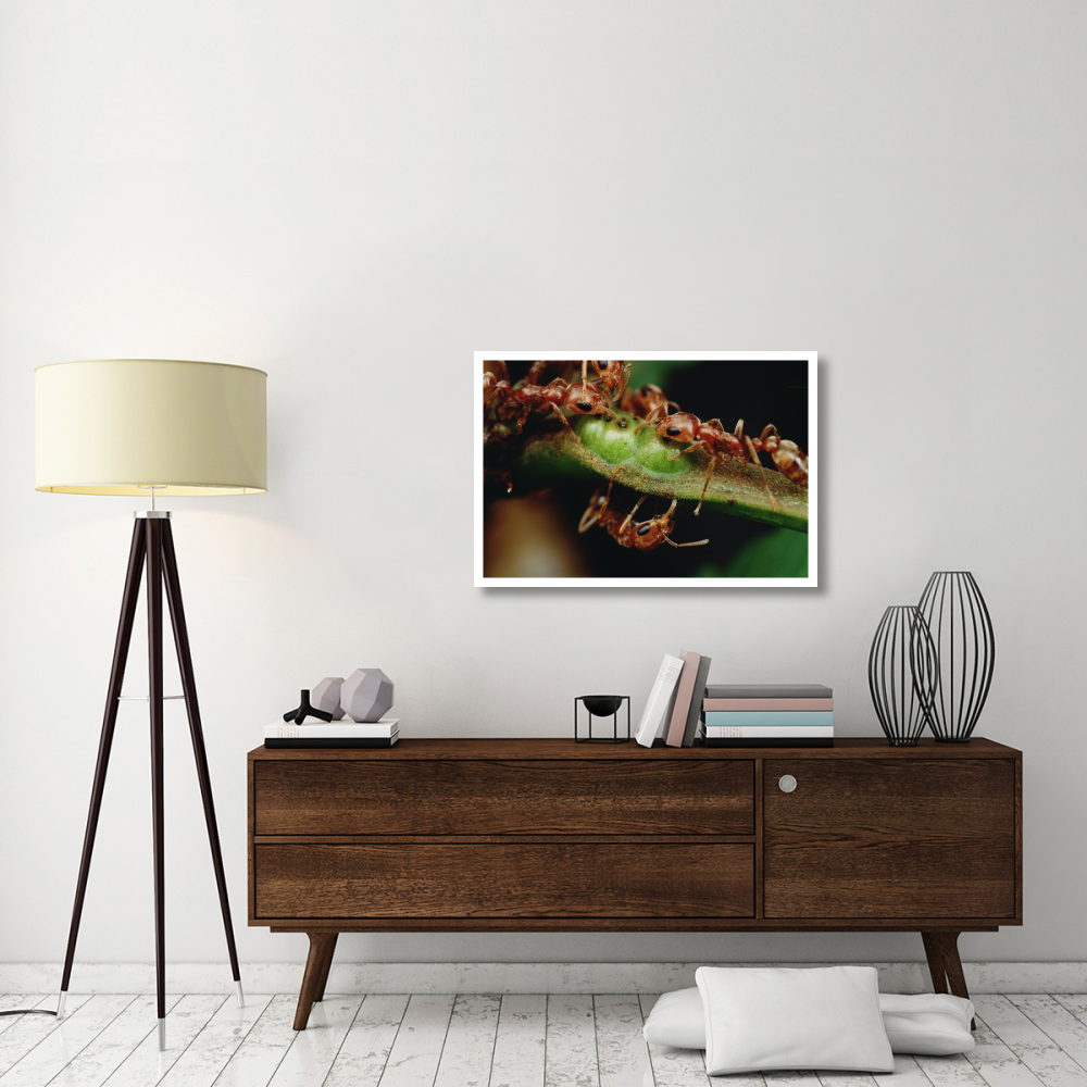 Anta  drink nectar from Whistling Thorn acacia tree, Costa Rica-Paper Art-38&quotx26"