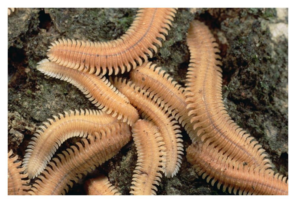 Millipede brood, near Kuching, Sarawak, Borneo-Paper Art-20"x14"