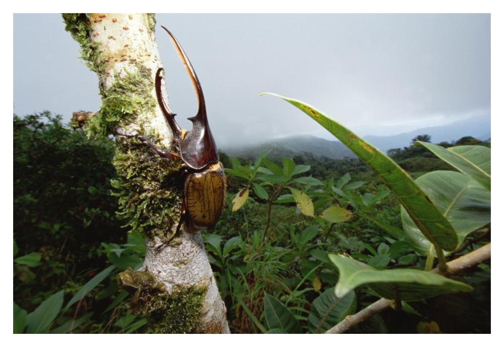Hercules Scarab Beetle in rainforest, Fortuna National Park, Panama-Paper Art-20"x14"