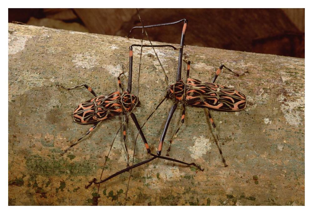 Harlequin Beetle pair courting, French Guiana-Paper Art-20"x14"