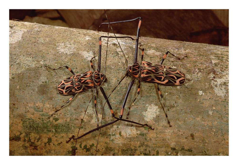 Harlequin Beetle pair courting, French Guiana-Paper Art-26"x18"