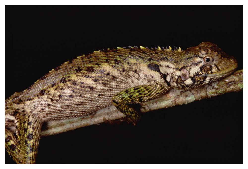 Iguanid Lizard portrait, Amazonian, Peru-Paper Art-50"x34"