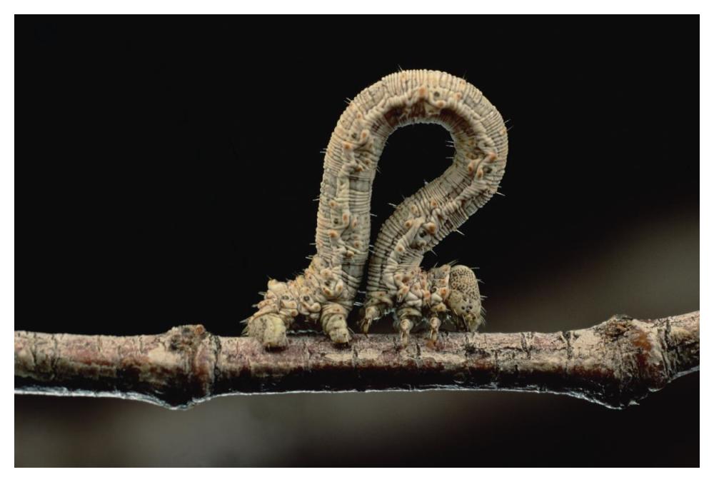 Creosotebush Caterpillar inching along twig-Paper Art-50"x34"