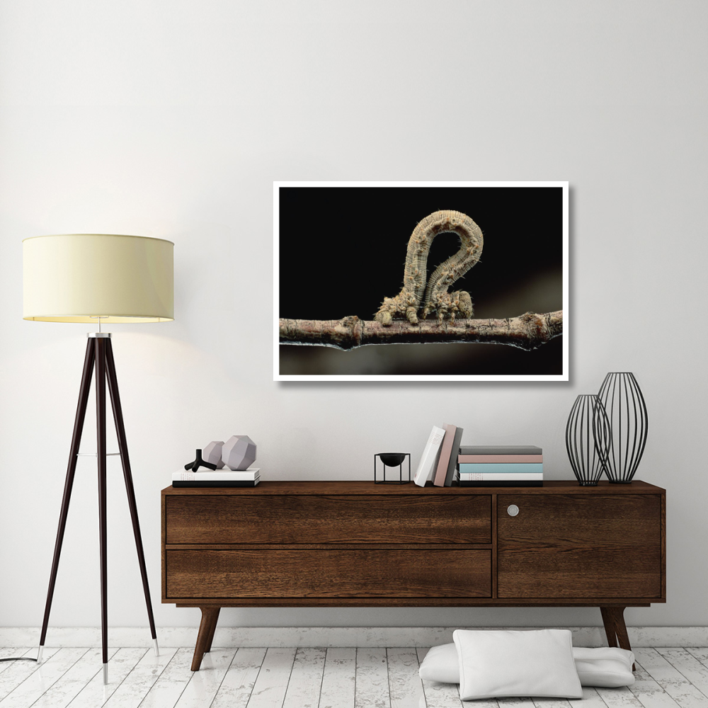 Creosotebush Caterpillar inching along twig-Paper Art-50&quotx34"