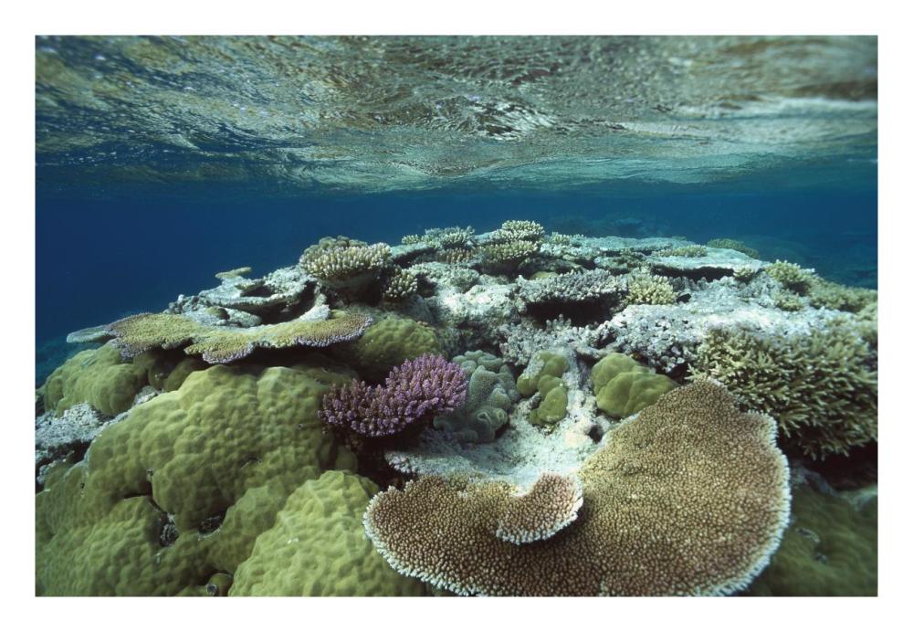 Great Barrier Reef near Port Douglas, Queensland, Australia-Paper Art-26"x18"